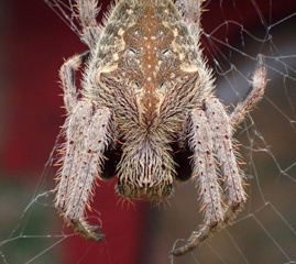 PB251531a.jpg
